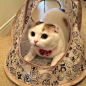 今天在家吸猫吧 ​​​​