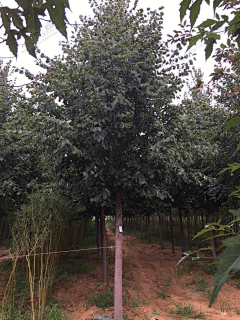 Asaya采集到Z-植物选型
