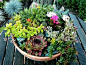 Tabletop succulent garden.: 