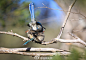 辉蓝细尾鹩莺，学名：Malurus splendens，摄影：Marc Russo