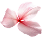 粉色花朵4