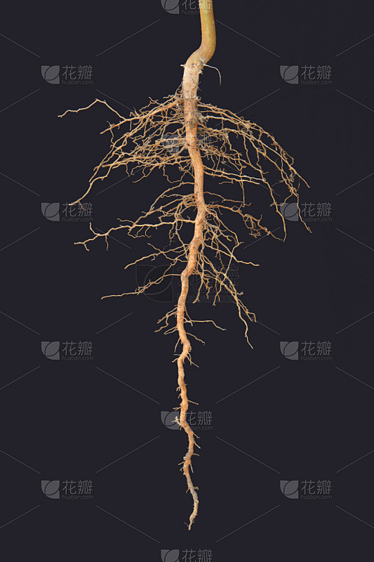 根部,自然,垂直画幅,植物,无人,森林,特写,黑色,树干,树