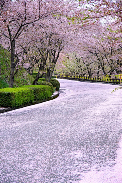 伍岛由纪夫采集到花