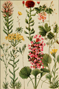 Rocky_Mountain_flowers_-_an_illustrated_guide_for_plant-lovers_and_plant-users_(1920)_(14784600442)