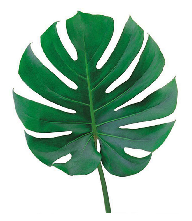叶子 水彩 植物 手绘 树叶 插画