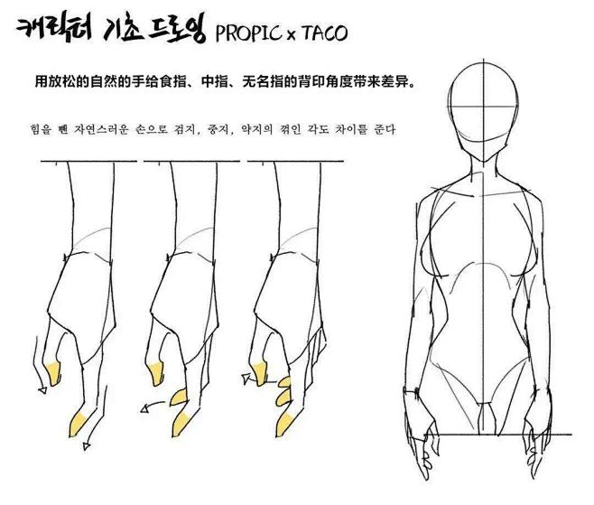 【绘画教程】韩国画师 taco 关于人体...