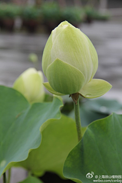 清濑kiyose采集到花漪