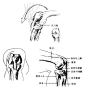 [转载]下肢结构分析