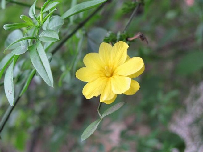 云南黄馨或云南黄素馨