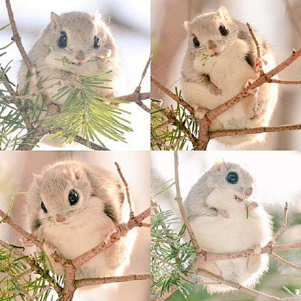︿(￣︶￣)︿ 小飞鼠 飞呀飞呀飞呀飞 ...