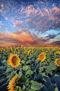 全心全意 菲尔·科赫 (Phil Koch) 拍摄