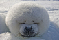 组图：超萌海豹宝宝的午后惬意生活
打磕睡时间，这头竖琴海豹宝宝在加拿大冬日的阳光下打磕睡。
http://www.xmwebi.com.cn/bbs/thread-13229-1-1.html