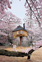 这座包围在盛放的樱花树中的童话树屋位于日本的 Hokuto，由一个单一的柏树主干支撑。由日本建筑师藤森照信（Terunobu Fujimori）为 Kiyoharu Shirakaba白桦博物馆建造，这迷人的树屋实际上是一个日式茶室，专门享受盛开的樱花的。