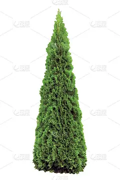 Thuja occidentalis 'Smaragd'，暖绿色美国Arborvitae Occid