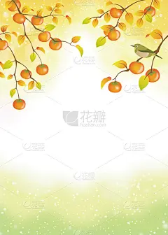 柿子树上成熟的果实