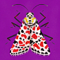 Color Moths-彩蛾---酷图编号1347748