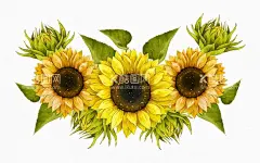 向日葵插画  - 源文件下载【酷图网】矢量,黄色花,黄花,花开,向日葵插画,手绘水彩画,自然,蔬菜,花边,向阳花,花,植物,花卉,葵花,向日葵,插图,花朵,水彩,手绘,花瓣,太阳花,夏季,手绘向日葵,矢量向日葵,水彩向日葵,水墨向日葵,