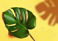 热带丛林蒙斯特拉叶孤立。