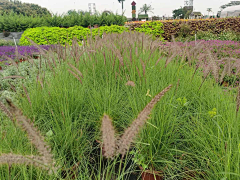 ZOE-zhong采集到观赏草