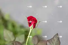 玫瑰 美丽的壁纸 壁纸4K 桌面背景 花壁纸 玫瑰花蕾 红玫瑰
