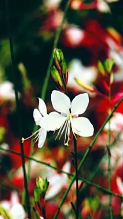 唯美梦幻花海手机壁纸 640x1136