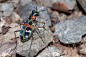 中国虎甲（Cicindela chinensis）。彼之华服，闪灼文章
