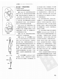 殇舞采集到艺用人体解剖