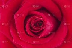 玫瑰,贺卡,水平画幅,特写,仅一朵花,植物,情人节卡,一个物体,情人节,自然