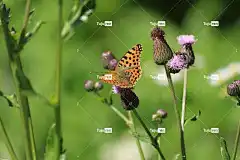 昆虫 花 花壁纸 蝴蝶 自然 夏天 美丽的花朵 花卉背景 翅膀