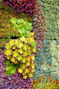 Wall of succulents: 