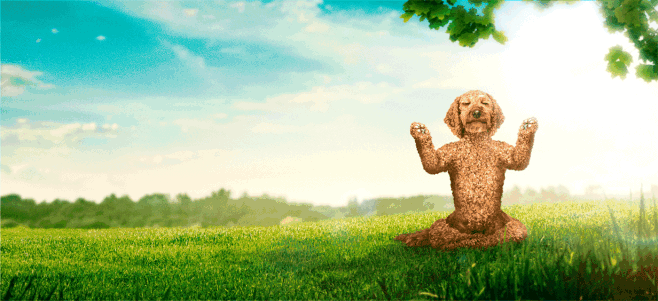 Guru Pet Food Campai...