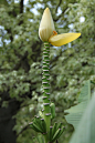 芭蕉科：橘红梦幻蕉_你来看此花时_新浪博客