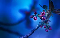 蓝色梦幻桃花壁纸背景图_新图网 https://ixintu.com 壁纸 桃花 梦幻 蓝色