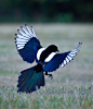 hippiepiegypsybird:

Magpies can look like boring black and white birds until they open their wings and reveal their beautiful blue and green feathers <3
