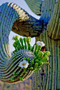 We went to AZ for our honeymoon, I developed another love. A love for the saguaro cactus!