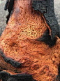 Crazy burnt tree : 95152 views and 2064 votes on Imgur