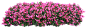 秋海棠花卉盆栽png