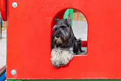 点击来源直接获取大图文件 |一只可爱的小狗躺在街上的红房子里。小狗想念主人。在明亮的操场上有趣的有胡子的迷你雪纳瑞小狗。训练服务犬