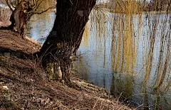 河边有一条自行车道。垂柳把枝条弯出水面。斜坡上覆盖着薰衣草和红色灌木的装饰性花坛