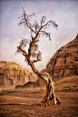 Old juniper tree, Monument Valley, Arizona,