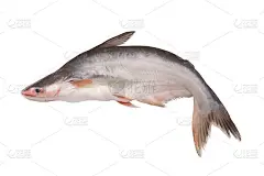 盘古鱼孤立在白色上