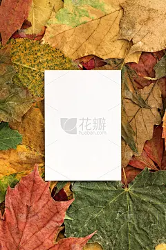秋叶空白纸卡背景