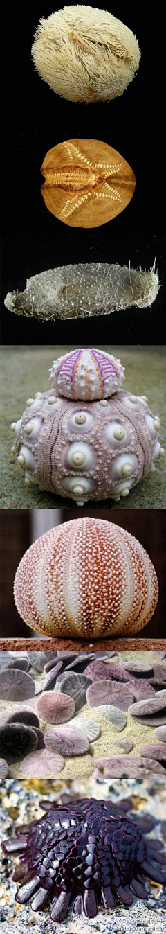 『芘兎草』采集到神奇生物在哪里