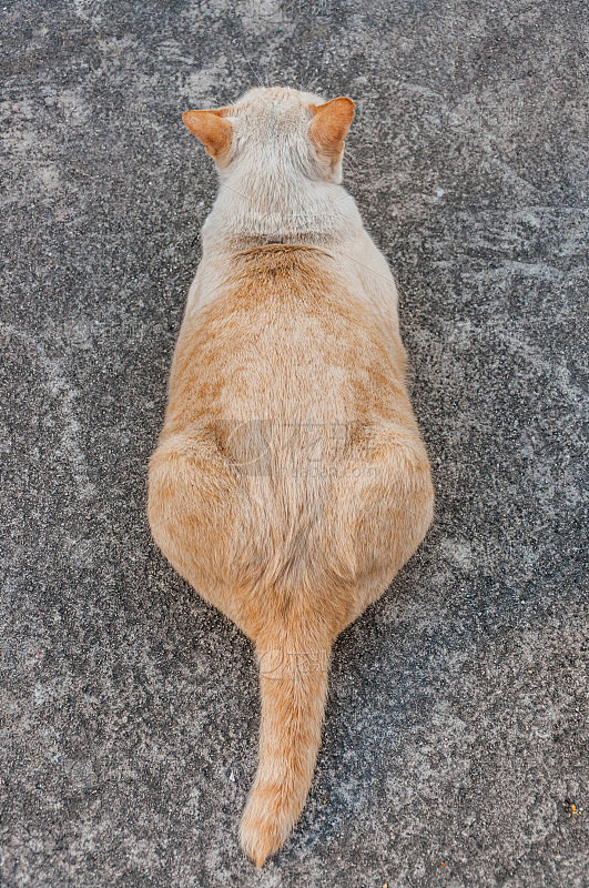 猫的后视图