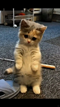 家人们太可爱了吧
