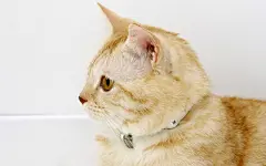 超萌小猫咪桌面高清壁纸桌面壁纸2
