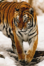 italian-luxury:

Tiger in the snow by Eric Kilby