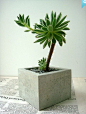 http://www.pinkoi.com/product/1JLY4PhA
正方水泥花器(不含植物、石、土)