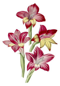 shuai_花猫采集到花类