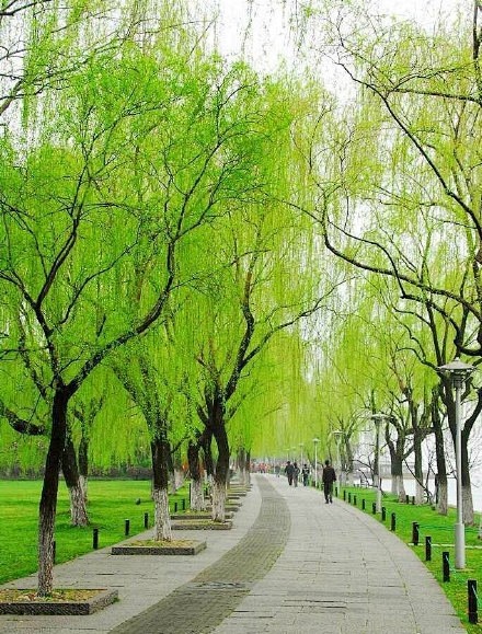 草长莺飞二月天拂堤杨柳醉春烟